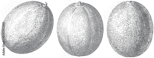 фотографія Vintage engraved cantaloupe melon illustration set featuring whole muskmelon fru