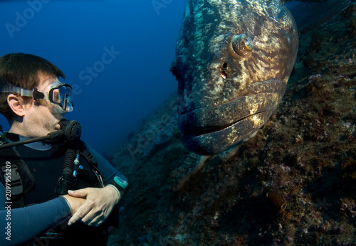 A huge grouper and a diver.
