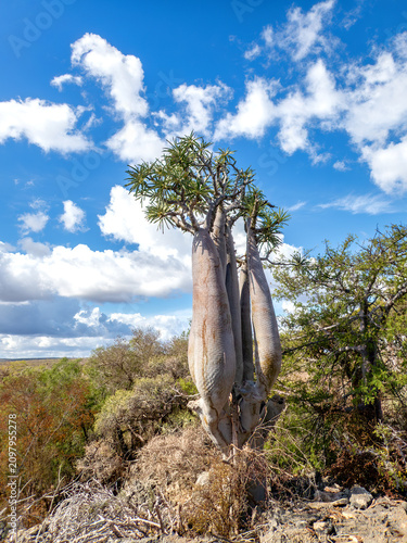 Madagascar Palm (Pachypodium geayi), sometimes called a Bottle Tree, Tsimanampetsotsa National Park, Madagascar