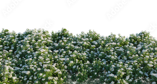 Fotografie Hydrangea macrophylla White tree shrub, plant bush, cutout, isolate transparent background, Dense blooming viburnum bush with abundant small flowers against a dark background