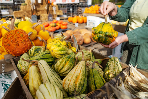 Obraz na plátně Customer Selecting Green Ornamental Gourd At Autumn Farm Market For Seasonal Hom