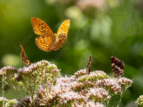 Kaisermantel, Argynnis paphia