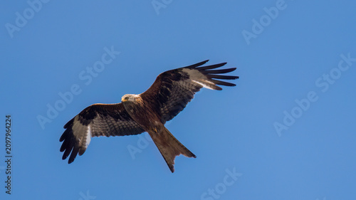 Bild auf Leinwand Aufnahme eines Rotmilans im Überflug, mit blauem Himmel im Hintergrund