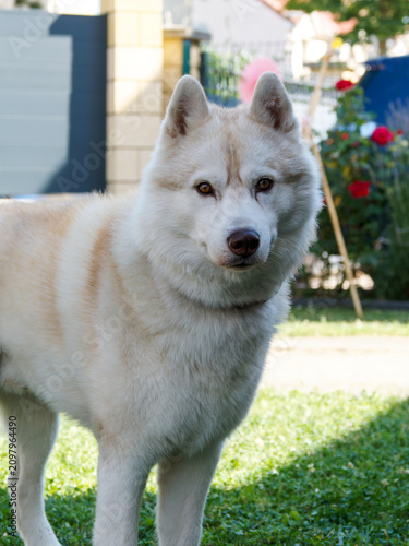 Cuadro en lienzo Husky sibérien (Canis lupus familiaris) au pelage blanc et crème dans un jardin,