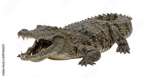 Bild auf Leinwand Close-up of a fearsome crocodile with its mouth wide open showing sharp teeth