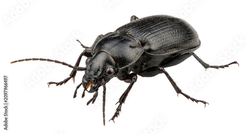 Canvastavla Detailed macro shot of a large black beetle with segmented antennae and spiky le