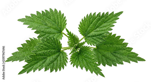 Photos Vibrant green stinging nettle leaves with serrated edges on a clean white backgr