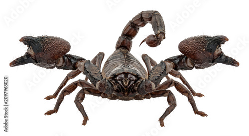 Fotografía Close-up studio portrait of a large dark scorpion with pincers raised and tail c