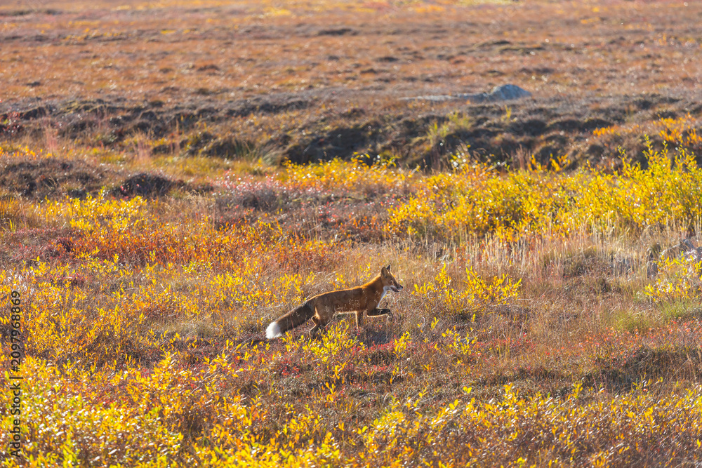 Fototapeta premium Fox