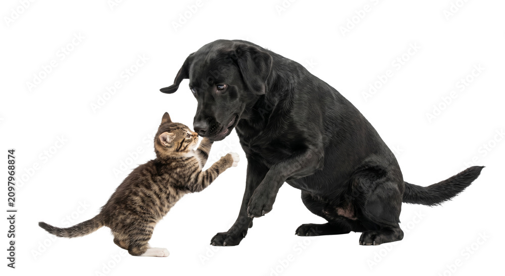 Obraz premium Playful kitten and gentle black Labrador dog interacting on a white background