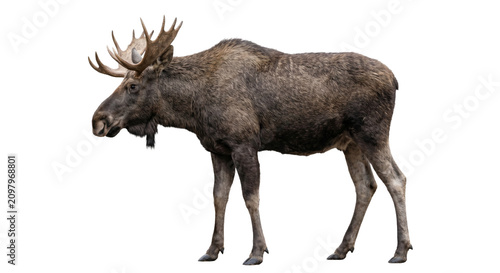 Fotografie Majestic bull moose with large antlers stands isolated on a white background