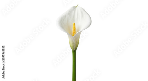 Fotografie Elegant white calla lily flower with a bright yellow spadix on a green stem