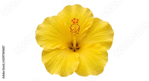 Fotografie Vibrant yellow hibiscus flower with delicate petals and stamen