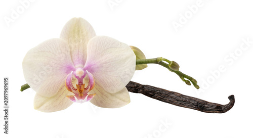 Принти на полотні Stunning orchid flower with vanilla pod on a transparent background