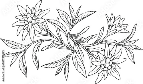 Hand drawn alpine edelweiss branch cluster outline on a transparent background