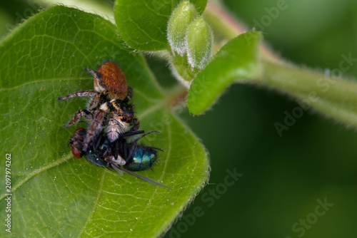 Quadro em tela Une Saltique orangée (Carrhotus xanthogramma) mange une mouche verte cachée dans
