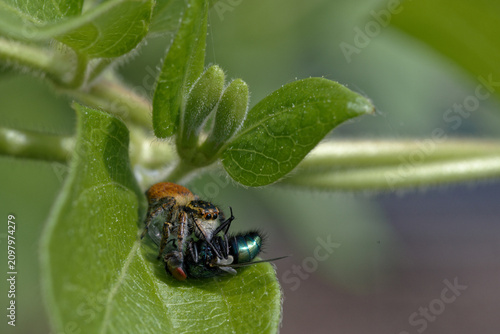 Tableau sur toile Une Saltique orangée (Carrhotus xanthogramma) mange une mouche verte cachée dans
