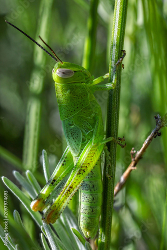 grasshopper on the grass