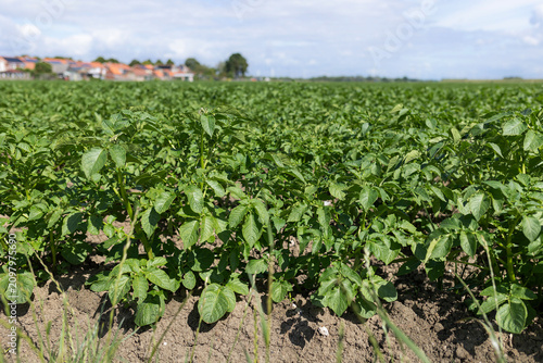 Low-angle view shows healthy young potato plants filling foreground of cultivated field, bright green foliage and textured soil under clear daylight, blurred village homes and trees behind