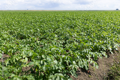 Wide low-angle view across young green potato plants growing in neat tilled rows, with fertile soil, rural farmland, cloudy sky, and open horizon creating calm agricultural landscape
