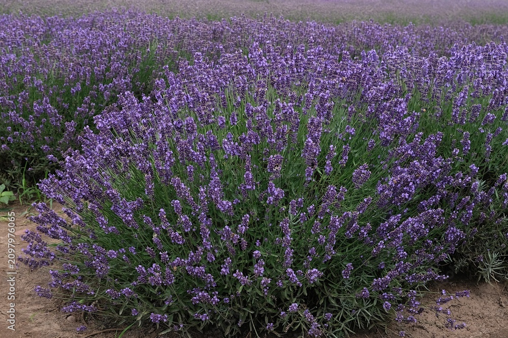 Obraz premium Beautiful scenery of blooming lavender field.