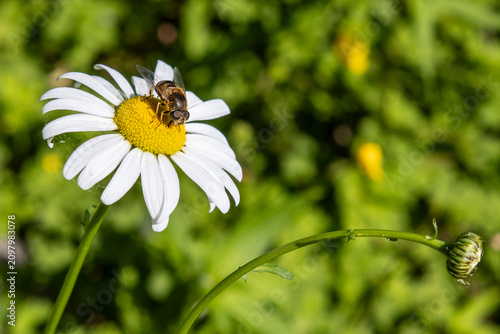 Canvastavla Hoverfly Pollinating White Daisy Flower in Summer Garden