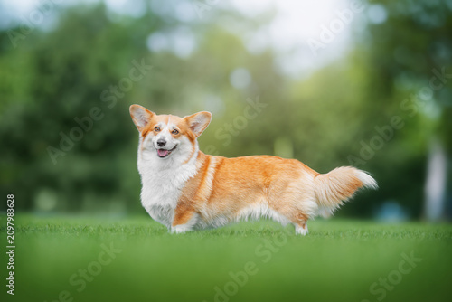 Pembroke Welsh Corgi Dog Standing on Green Grass in Park