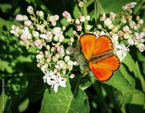 Foto Vivid orange Common Small Copper butterfly (Lycaena phlaeas) resting with open wings on blooming wildflowers in the Bükk Mountains, Hungary