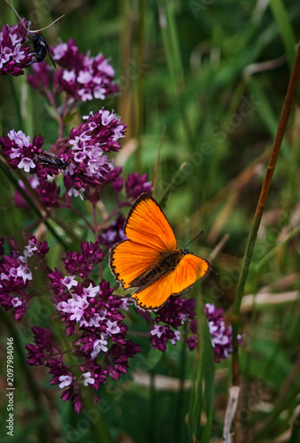 Bild auf Leinwand Copper butterfly (Lycaena sp