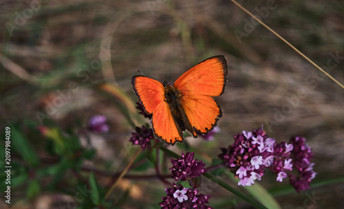 Foto Copper butterfly (Lycaena sp