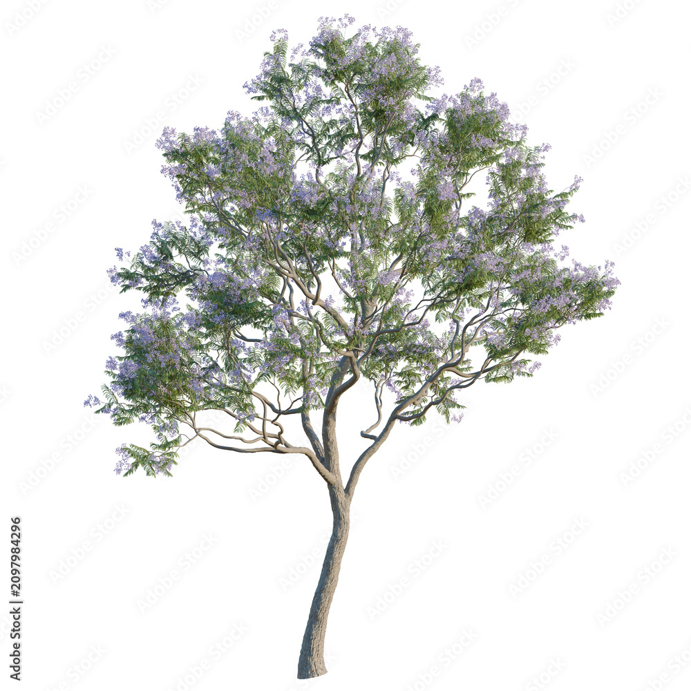 Obraz premium Jacaranda tree, elevation, front view, cutout, transparent background, isolate, Blooming Tree with Purple Flowers - Isolated on Black Background for Design Elements