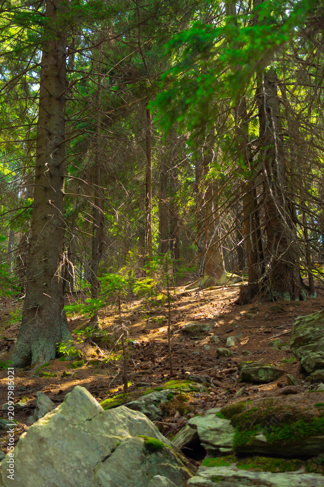Fototapeta premium Sunlit forest path with rocks and pine trees in woodland