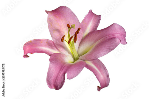 Pink lily flower closeup with visible pistil stamens isolated white