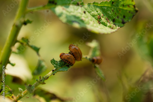 Foto Colorado potato beetle larvae feeding on green potato plant leaves, causing sign