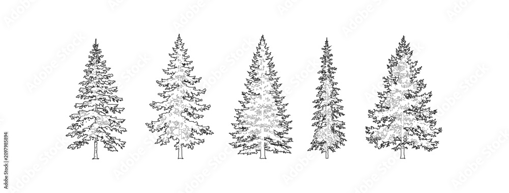 Fototapeta premium Minimal style CAD conifer trees elevation line drawing, Front view set of pine, fir, spruce and evergreen tree outline symbols for architectural landscape and woodland design. Vector illustration. Pla