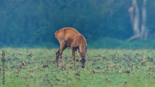 Roe Deer Foraging at Forest Edge in Autumn Morning Light, Wild Animal Behavior in Germany 4K