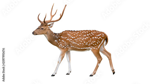 Quadro su tela Spotted deer with large antlers walking, isolated on transparent background
