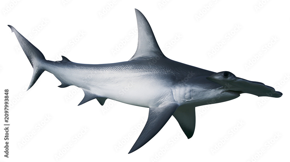 Fototapeta premium Great hammerhead shark swimming, isolated on transparent background