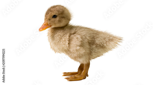 Фотография Fluffy brown duckling with orange beak, isolated on transparent background