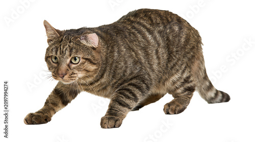 Photography Tabby cat crouching low with alert green eyes, isolated on transparent backgroun