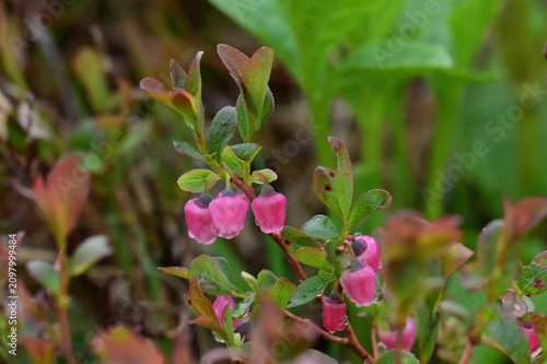 Wild blueberry blossoms on a rainy Alaska mountainside.