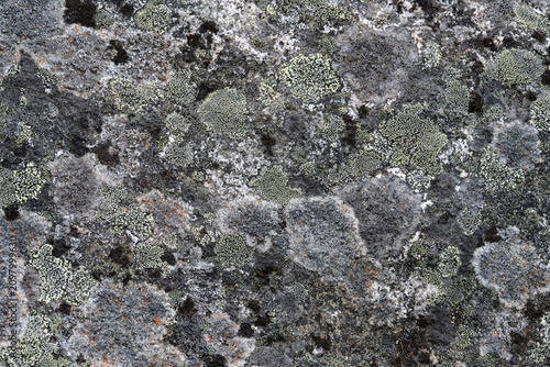 Lichen creates patterns on rock