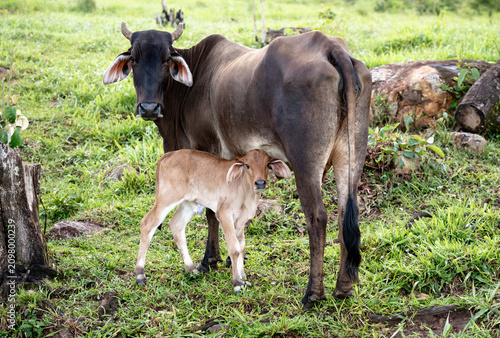 Bilde på lerret A cow in a field feeding and caring for her calf