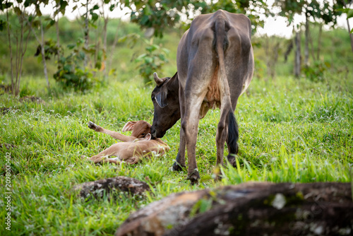 Canvastavla A cow in a field feeding and caring for her calf