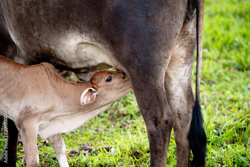 Obraz na plátně A cow in a field feeding and caring for her calf