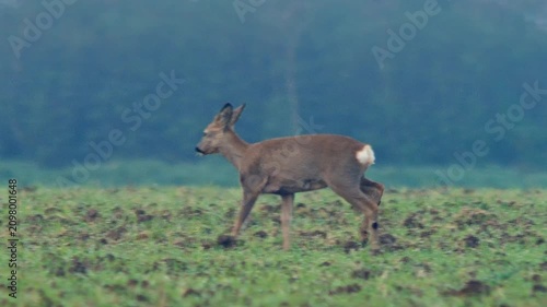 European Roe Deer Group Searching for Food at Forest Edge During Autumn Morning Light | 4K Wildlife