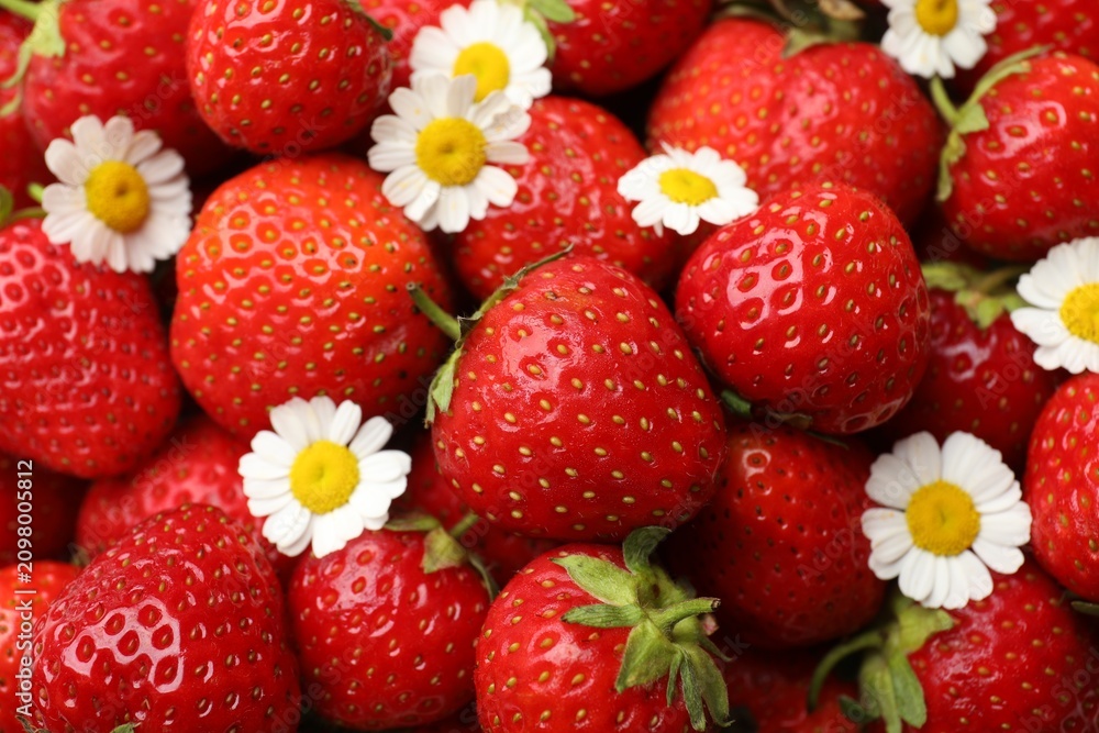 Obraz premium Ripe strawberries and chamomile flowers as background, closeup