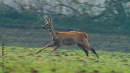 Roe Deer Foraging at Forest Edge in Autumn Morning Light, Wild Animal Behavior in Germany 4K
