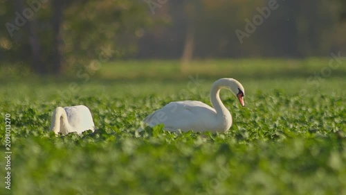 Mute Swan Foraging in Young Rapeseed Field During Autumn Morning Light | 4K Wildlife