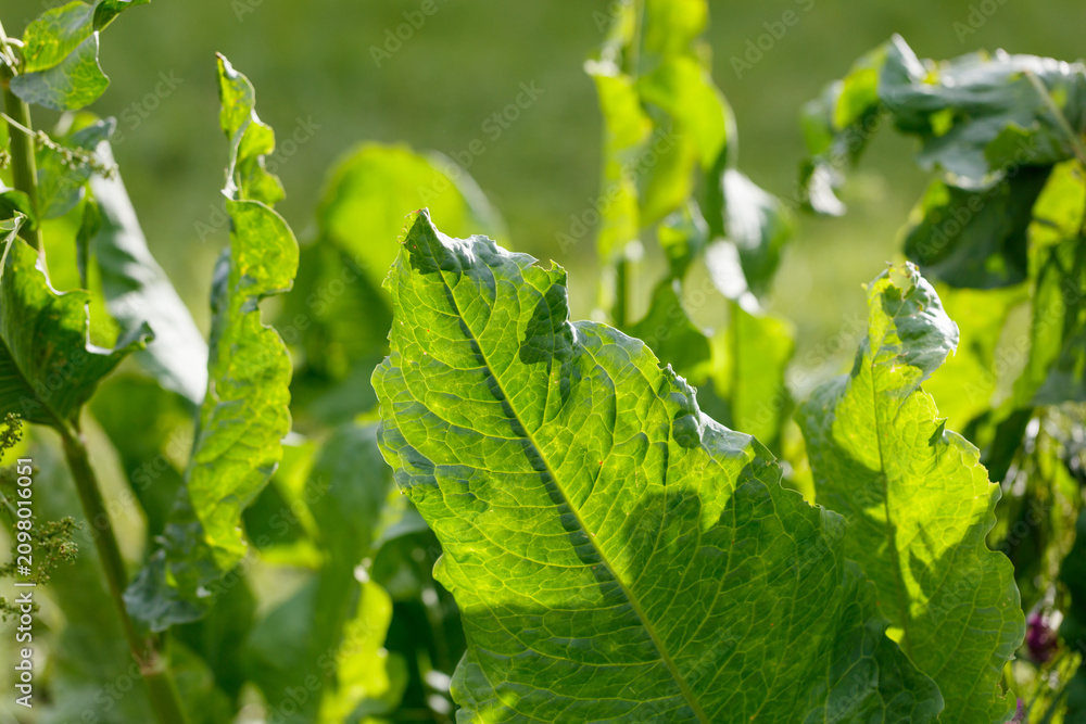 Obraz premium Vibrant green leaves bask in sunlight